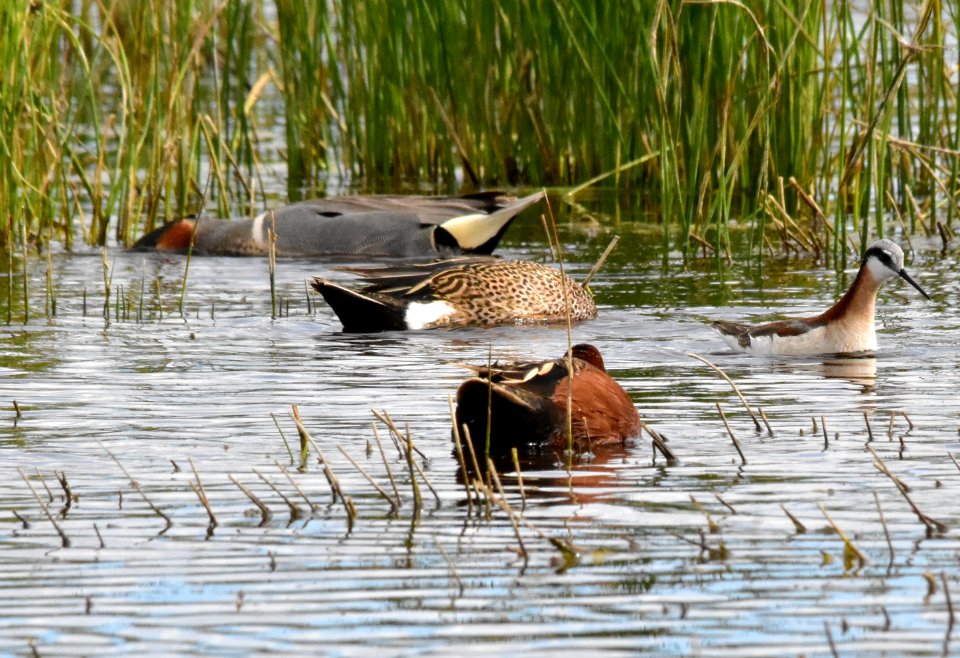 Blue-winged teal, cinnamon teal, green-winged teal at Seedskadee National Wildlife Refuge