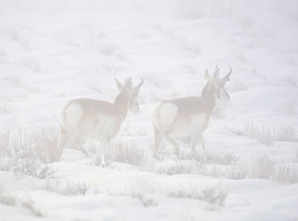 Pronghorn in a winter fog at Seedskadee National Wildlife Refuge