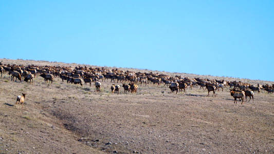 Spring on the National Elk Refuge