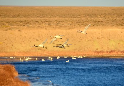 Trumpeter swans at Seedskadee National Wildlife Refuge