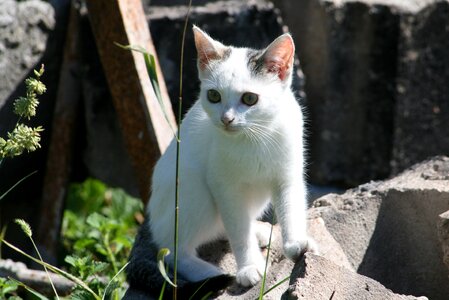 Cat nature kitten