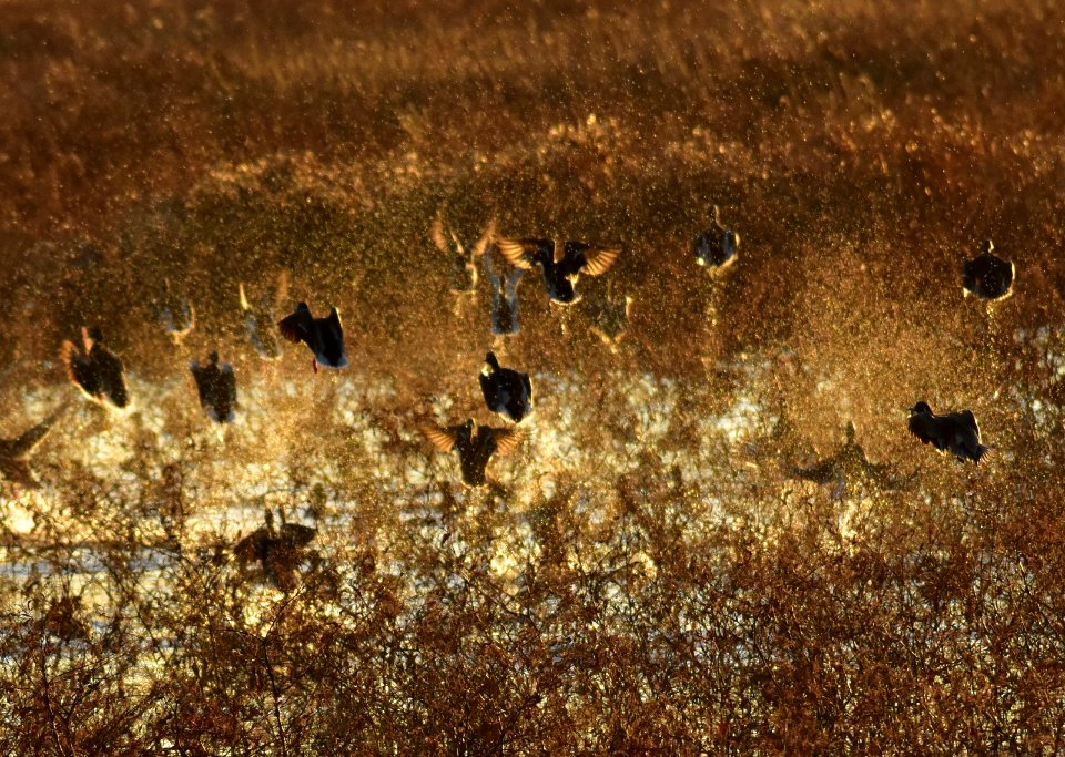 Waterfowl on LaCreek National Wildlife Refuge