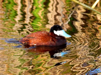 Ruddy duck at Seedskadee National Wildlife Refuge