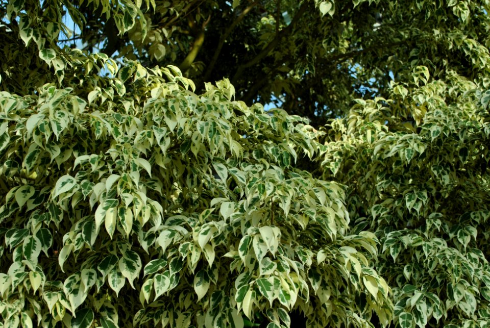Asan Botanical Garden