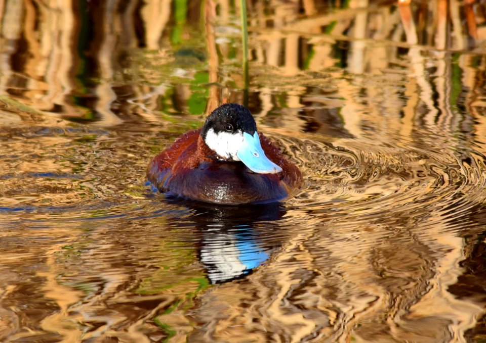 Ruddy duck at Seedskadee National Wildlife Refuge