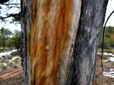 The Inner Secrets of Juniper Trees
