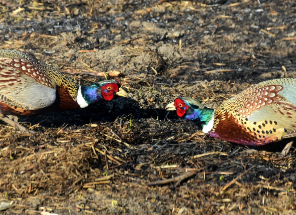 Ring-necked pheasant at LaCreek National Wildlife Refuge