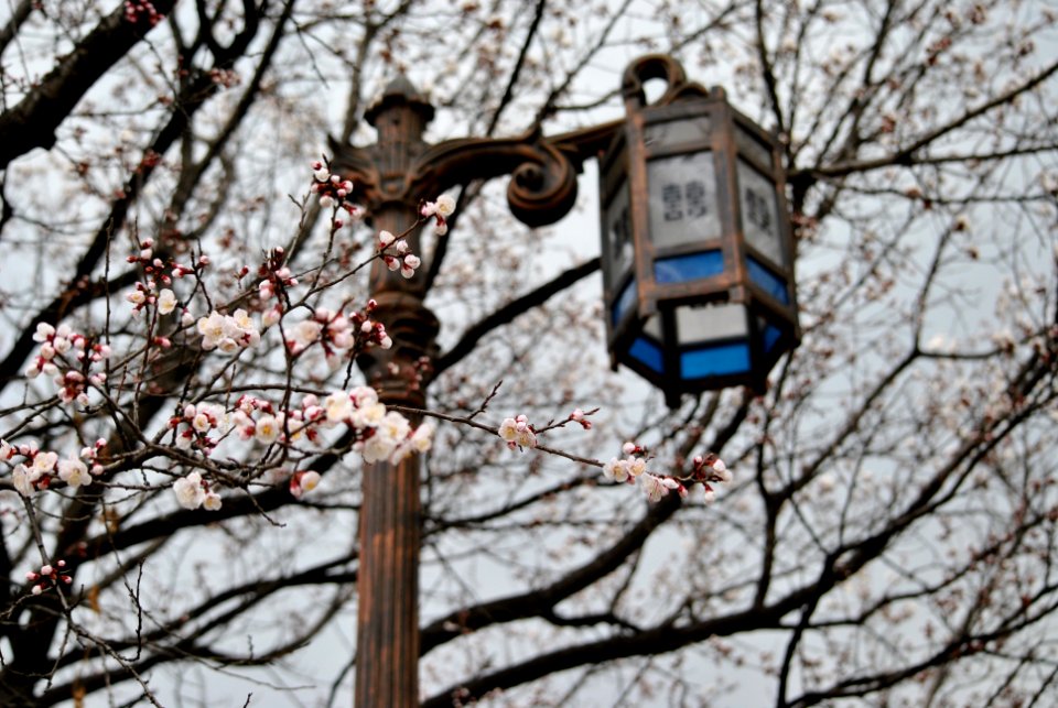 Yeouido Flower Festival