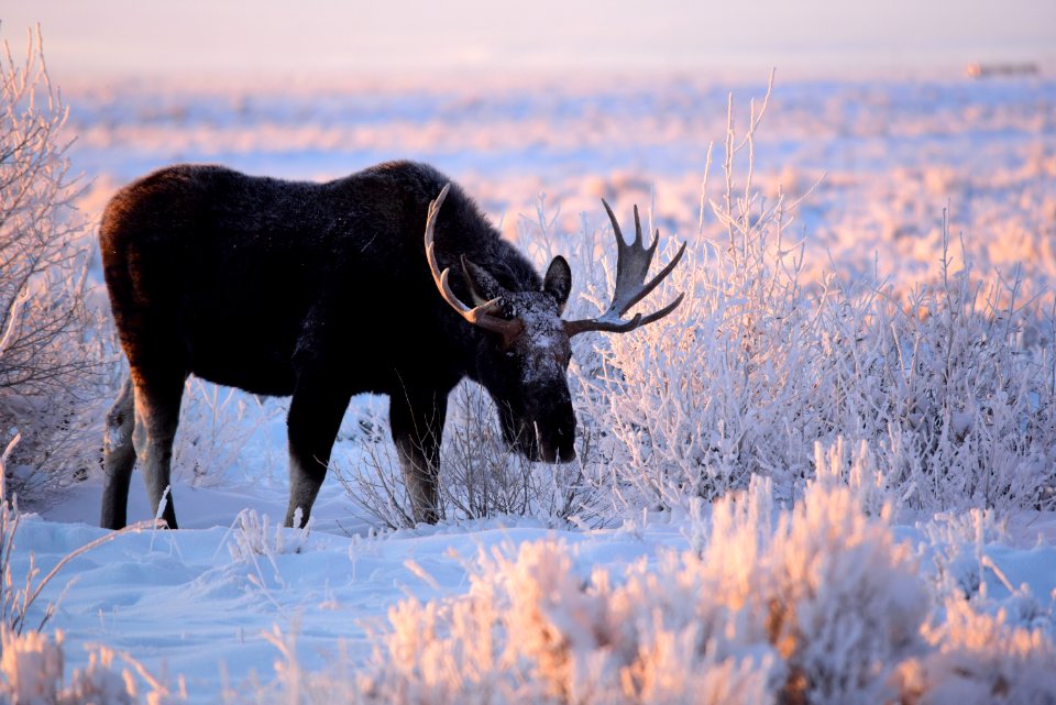 Moose at Seedskadee National Wildlife Refuge