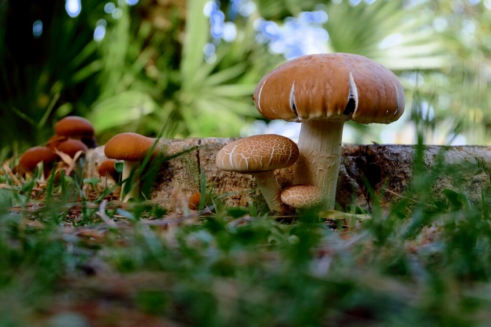 Forest floor tree stump south