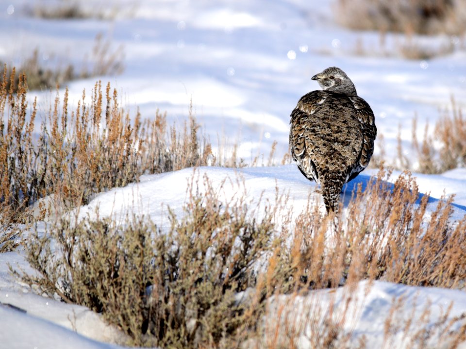 Greater sage-grouse on Seedskadee National Wildlife Refuge