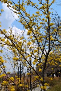 Yeouido Flower Festival