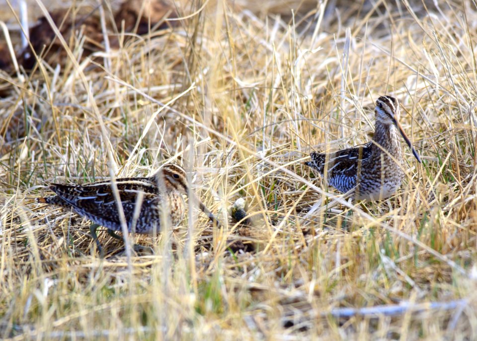 Wilson's snipe at Seedskadee National Wildlife Refuge