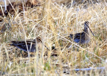 Wilson's snipe at Seedskadee National Wildlife Refuge photo