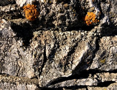 Lichen Eyes