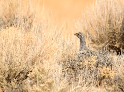 Greater sage-grouse at Seedskadee National Wildlife Refuge