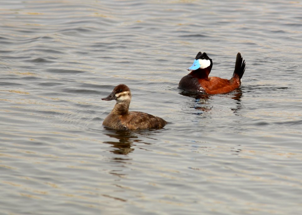 Ruddy duck at Seedskadee National Wildlife Refuge