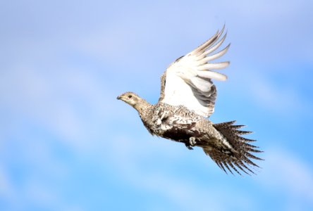 Greater sage-grouse at Seedskadee National Wildlife Refuge