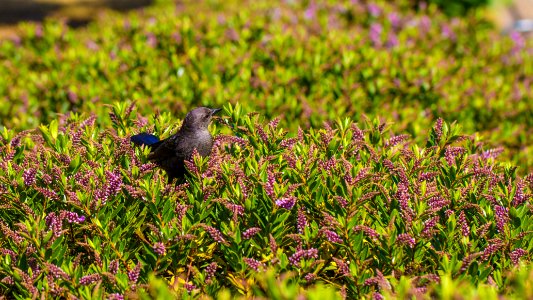 Little bird @ Golden Gate Park #1