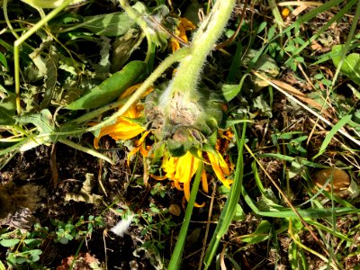 SUNFLOWER DOWN!