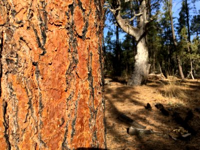 Big Pine and Big Juniper Friends