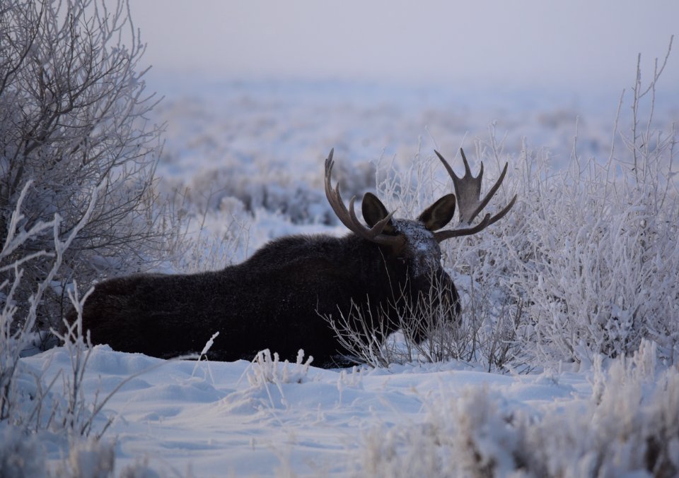 Moose at Seedskadee National Wildlife Refuge
