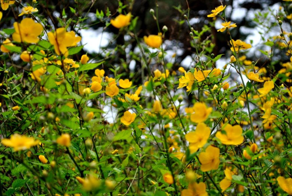 Yeouido Park Spring 2016
