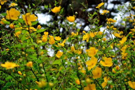 Yeouido Park Spring 2016