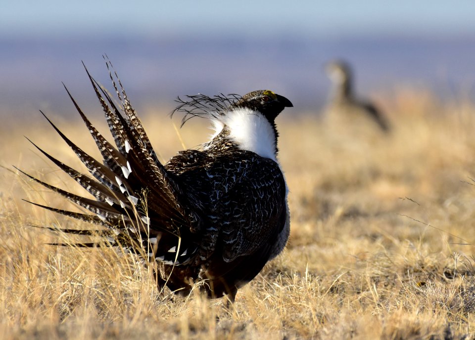 Greater sage-grouse near Seedskadee National Wildlife Refuge