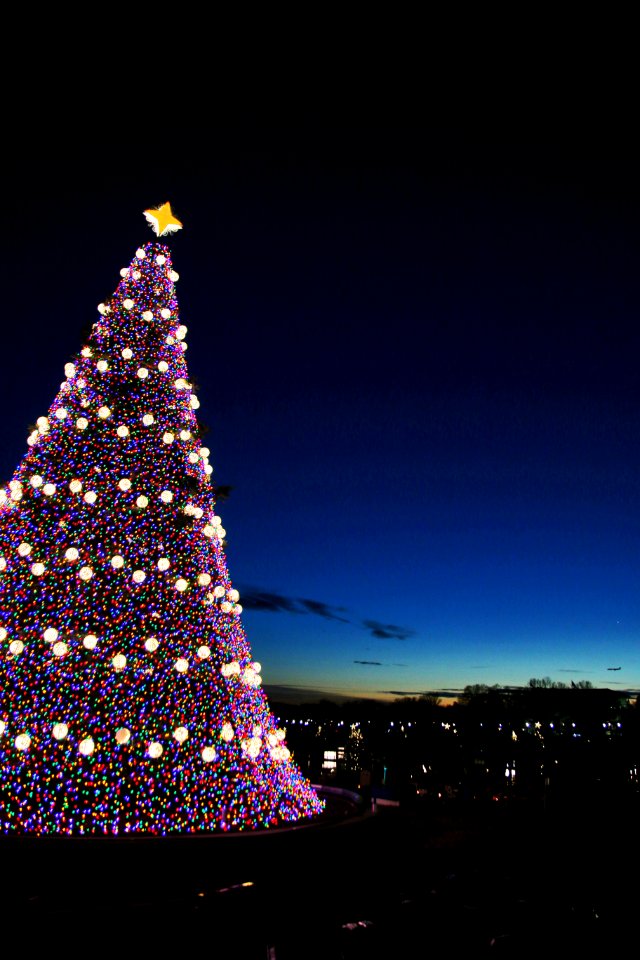 National Tree