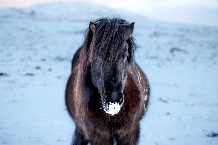 Icelandic horse photo
