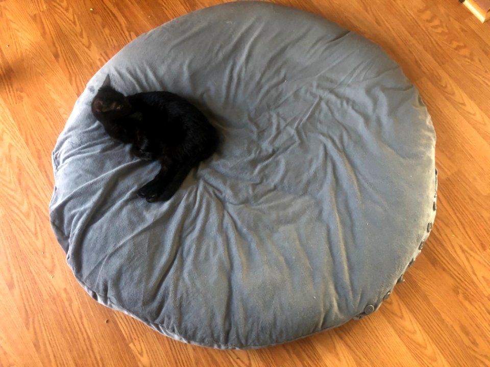 Big Dog Bed For Little Kitten