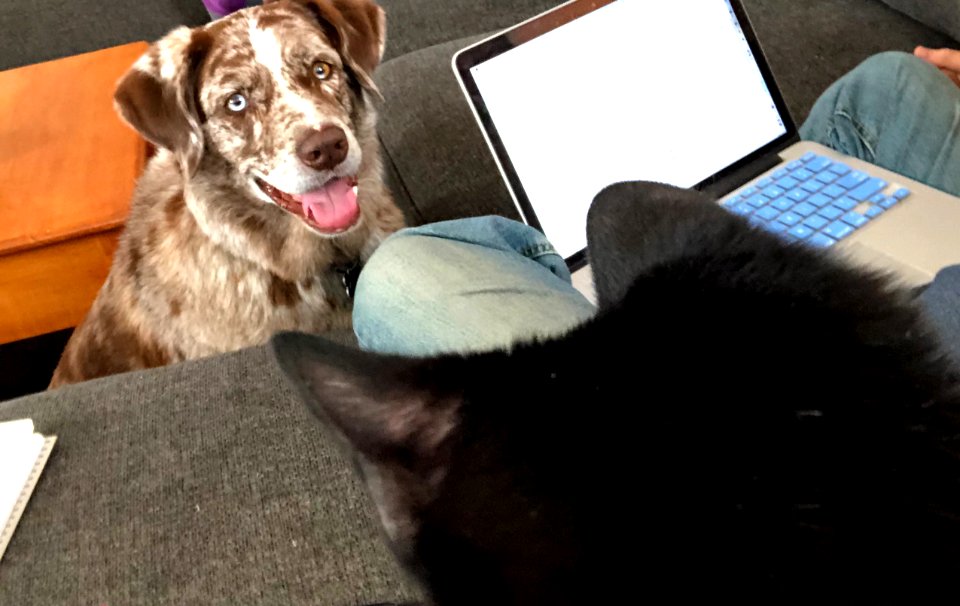 Canine Feline Distancing Is Decreasing