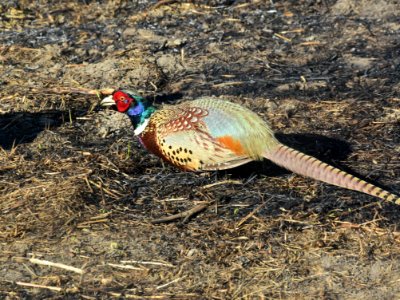 Ring-necked pheasant at LaCreek National Wildlife Refuge