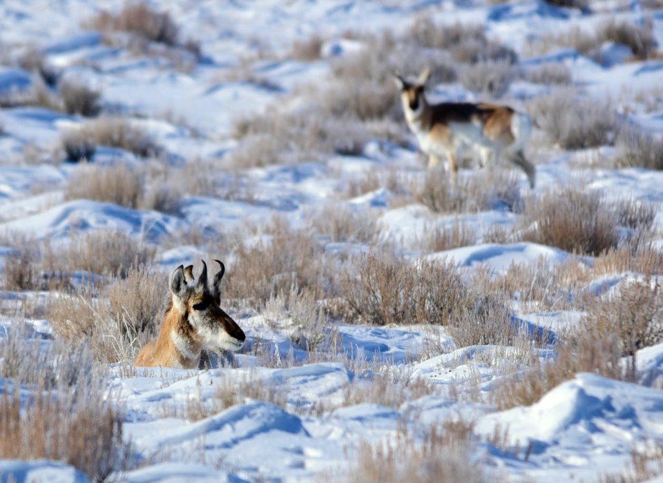 Pronghorn at Seedskadee National Wildlife Refuge