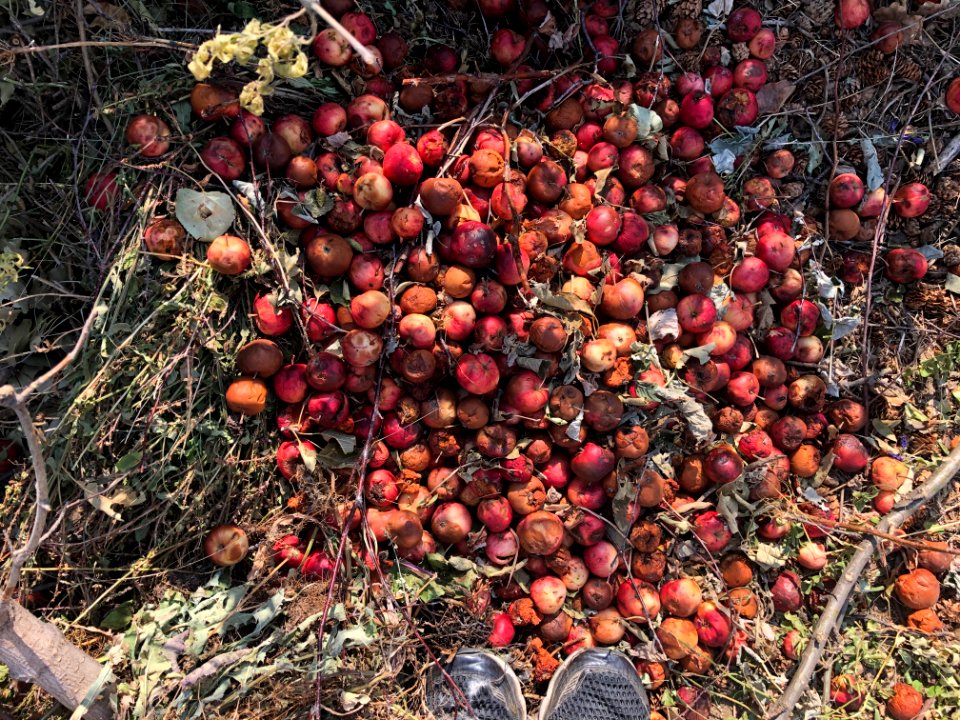 They Dump Apples Don't They?