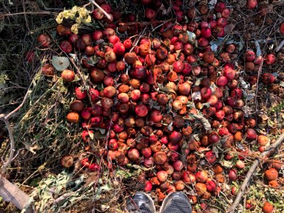 They Dump Apples Don't They?