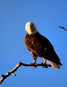 Bald eagle at Seedskadee National Wildlife Refuge