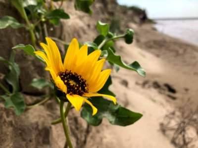 Blooming at the Beach photo