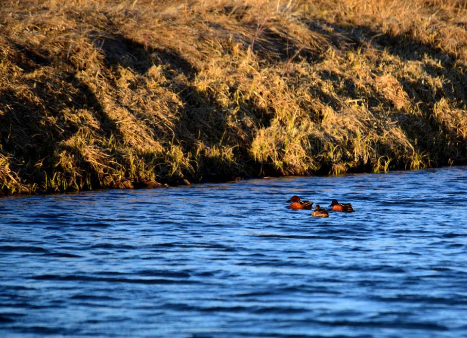 Cinnamon teal at Seedskadee National Wildlife Refuge