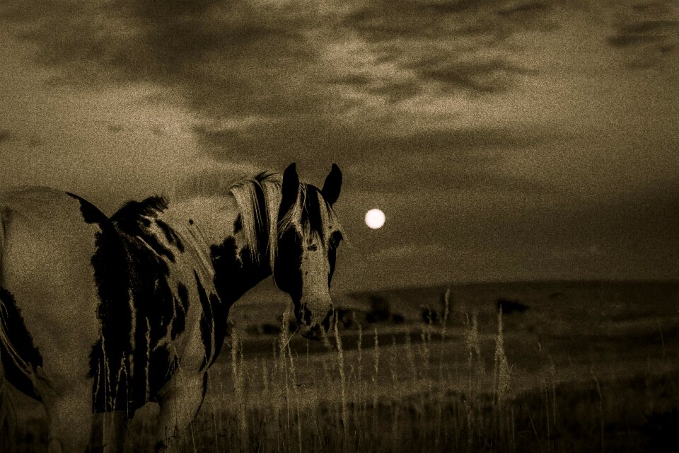 Animal equine black and white