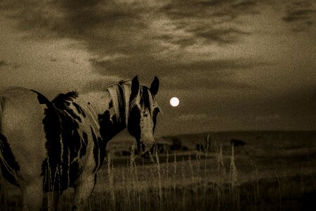 Animal equine black and white