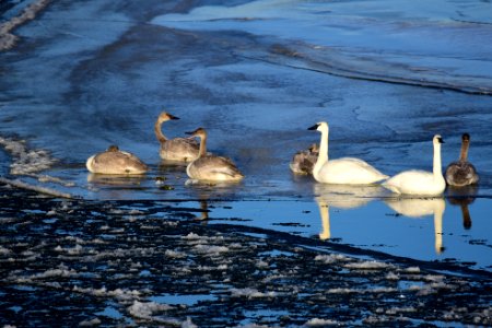 Trumpeter swans at Seedskadee National Wildlife Refuge