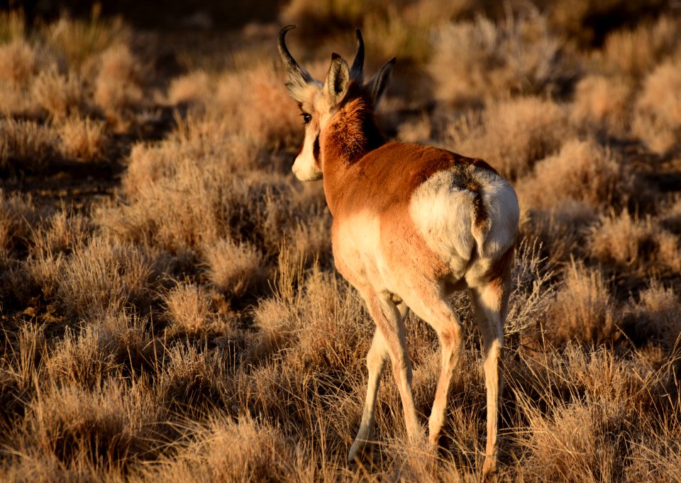 mammal pronghorn on Seedskadee NWR 1457