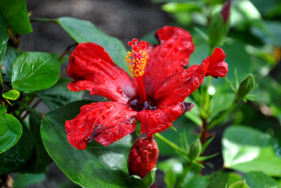 Asan Botanical Garden