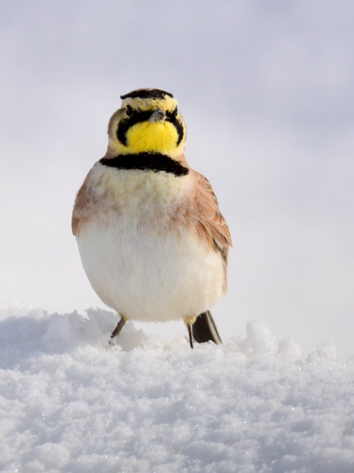 Horned Lark at Seedskadee National Wildlife Refuge