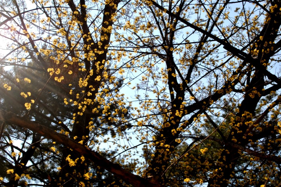 Yeouido Flower Festival