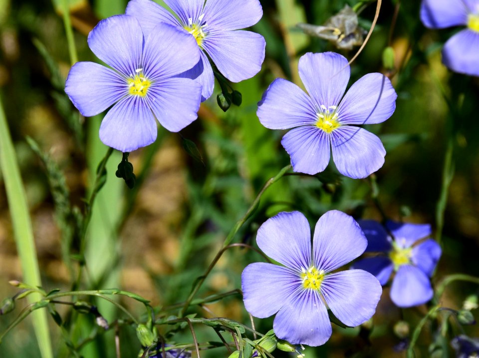 Lewis flax at Arapaho National Wildlife Refuge