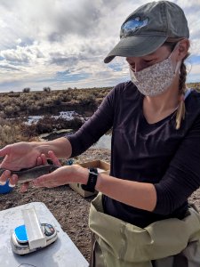 Rio Grande Chub photo