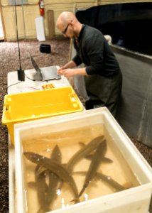 Tagging shovelnose sturgeon photo